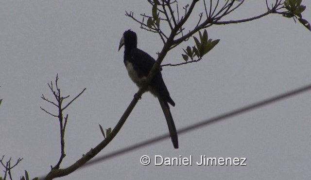 Congo Pied Hornbill - ML201990421