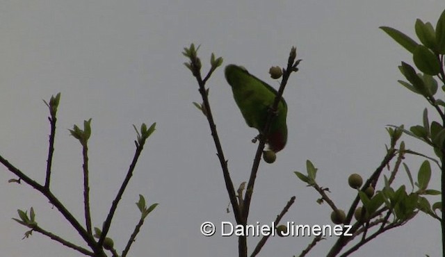 Red-headed Lovebird - ML201990431