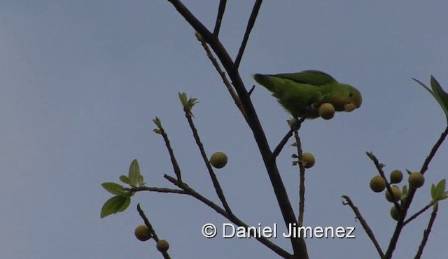 Red-headed Lovebird - ML201990441