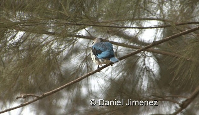 Woodland Kingfisher - ML201990491