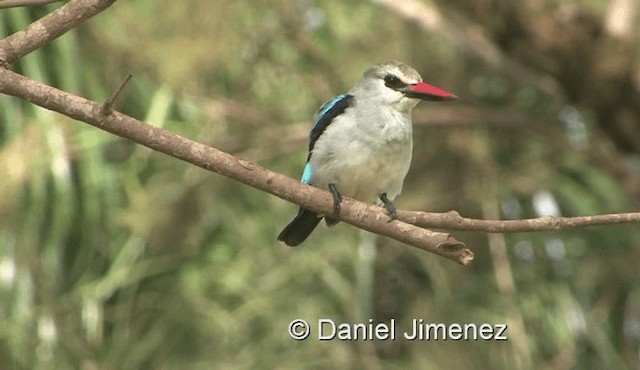 Woodland Kingfisher - ML201990501