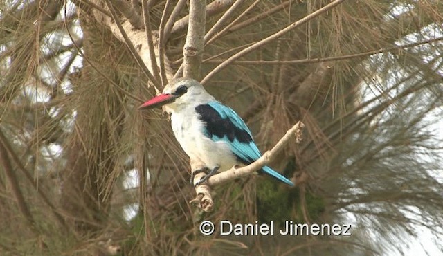Woodland Kingfisher - ML201990511