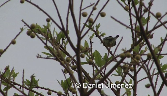 Yellow-rumped Tinkerbird (Yellow-rumped) - ML201990531