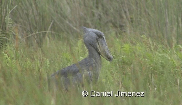 člunozobec africký - ML201990571