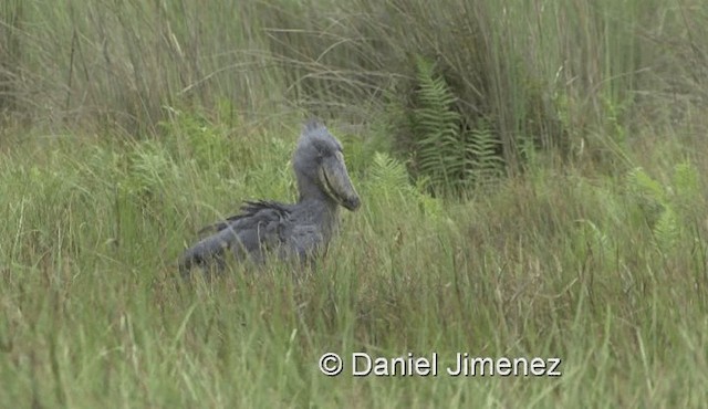 Shoebill - ML201990581