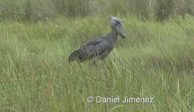 Shoebill - ML201990591