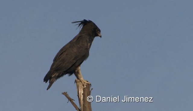 Long-crested Eagle - ML201990641