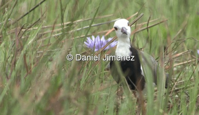 Vanneau à ailes blanches - ML201990651