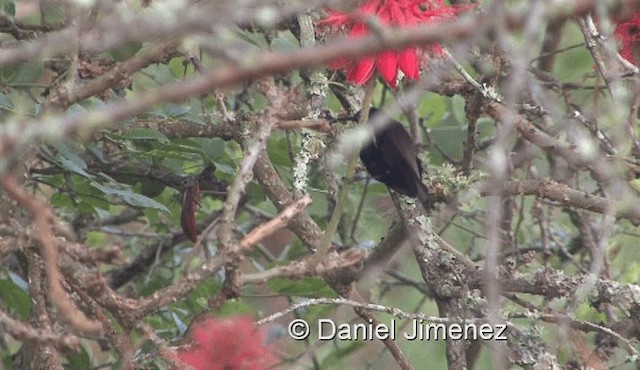 Scarlet-chested Sunbird - ML201990671