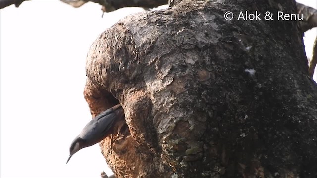 Trepador Ventricastaño - ML201990771