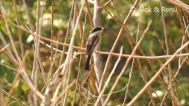 Bar-winged Flycatcher-shrike - ML201990781