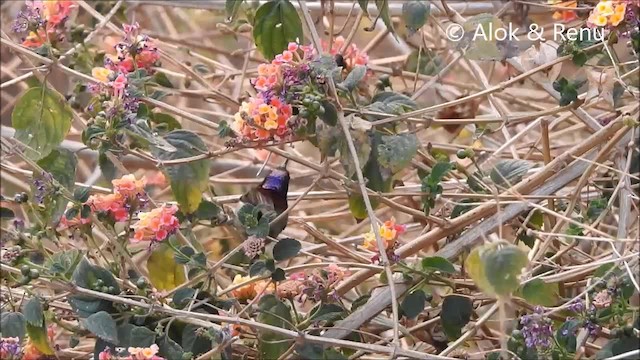 Black-throated Sunbird - ML201990801