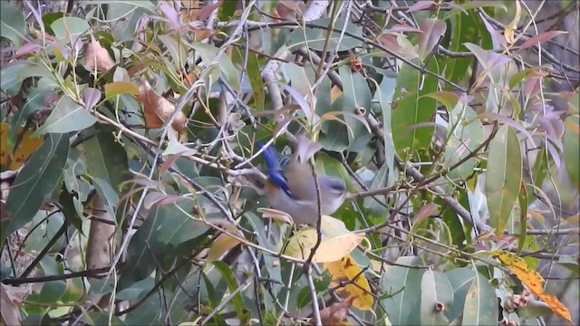 Actinodure à ailes bleues - ML201990821