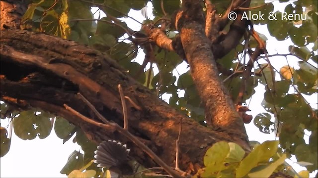 White-throated Fantail - ML201990841