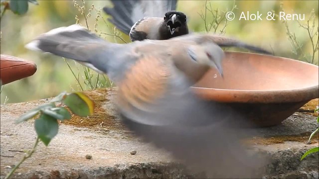 Gray Treepie - ML201990881