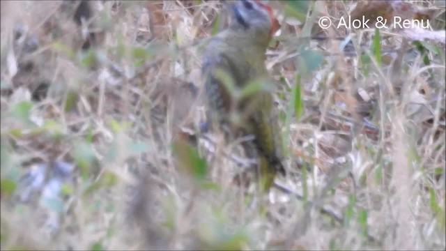 Scaly-bellied Woodpecker - ML201990911