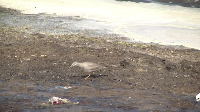 Gray-tailed Tattler - ML201991181