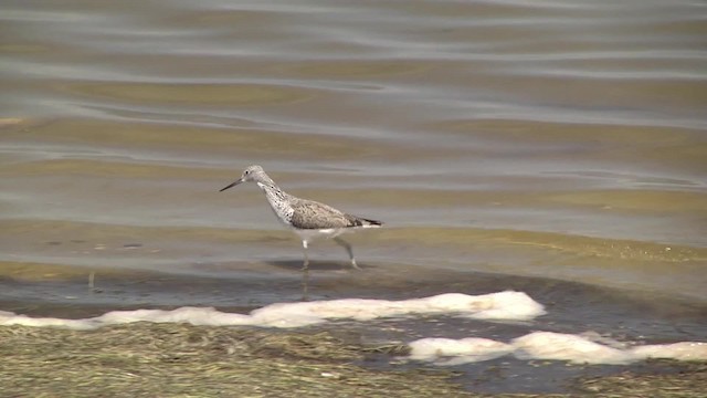 Common Greenshank - ML201991191