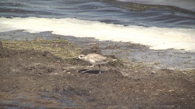 Black-bellied Plover - ML201991201