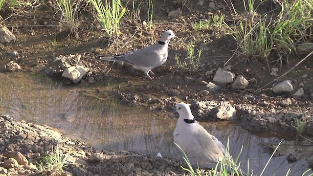 Tórtola de El Cabo - ML201991261