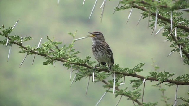 White-browed Scrub-Robin (Red-backed) - ML201991291