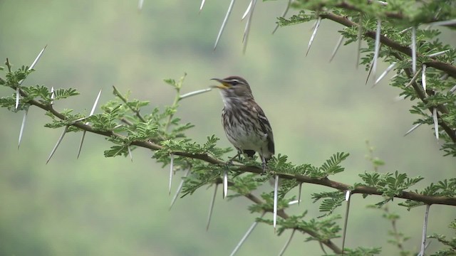 Red-backed Scrub-Robin (Red-backed) - ML201991291