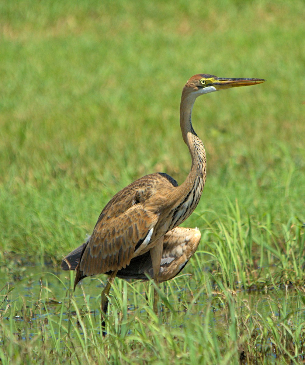 Purple Heron - John Webster