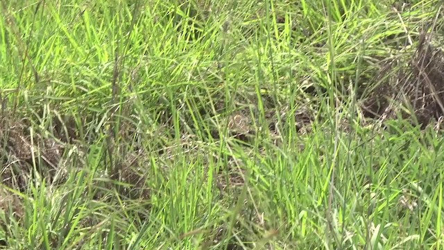 Harlequin Quail - ML201991311