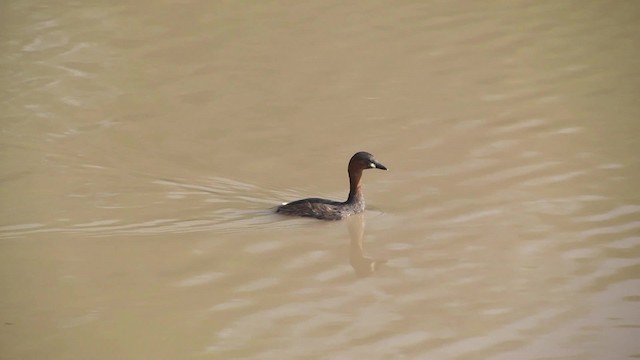 Little Grebe (Little) - ML201991321