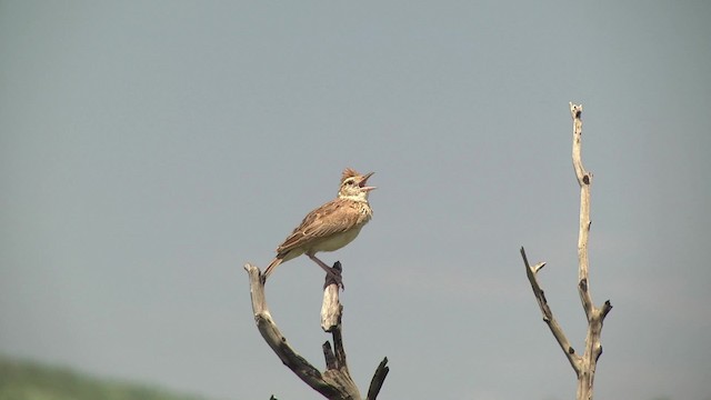 Rufous-naped Lark (Rufous-naped) - ML201991361