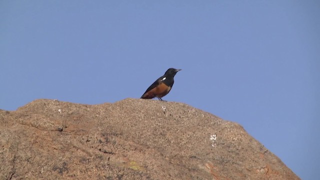 Mocking Cliff-Chat - ML201991371