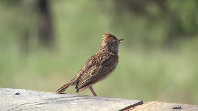 Rufous-naped Lark (Rufous-naped) - ML201991391