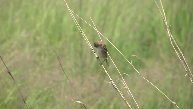 Rattling Cisticola - ML201991401