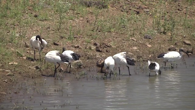 African Sacred Ibis - ML201991411