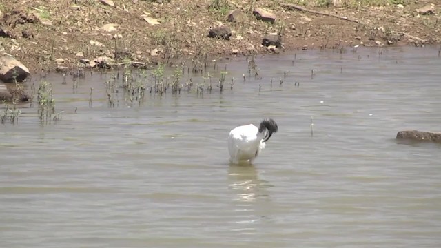 African Sacred Ibis - ML201991421