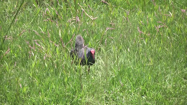 African Swamphen - ML201991451