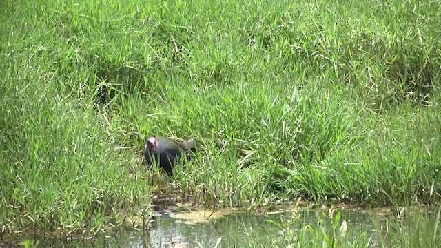 African Swamphen - ML201991461