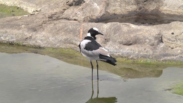 Blacksmith Lapwing - ML201991481