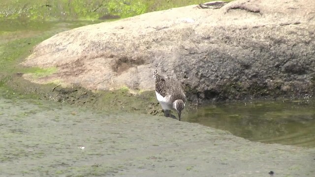 Wood Sandpiper - ML201991491