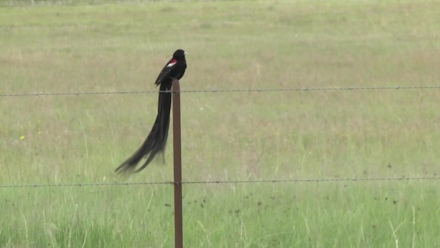 Long-tailed Widowbird - ML201991501