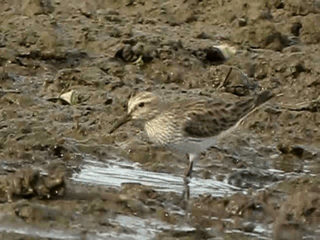 Weißbürzel-Strandläufer - ML201991541