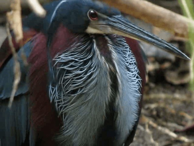 Agami Heron - ML201991571