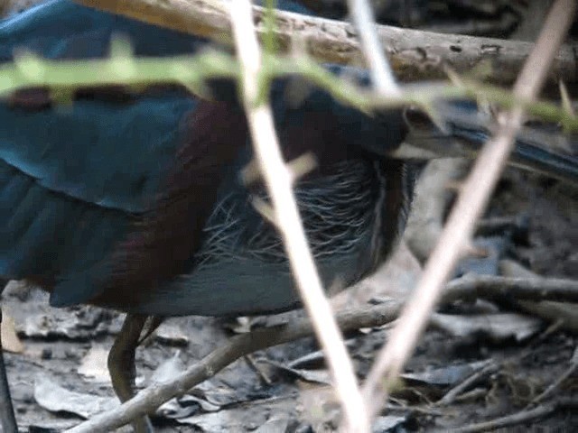 Garza Agamí - ML201991581