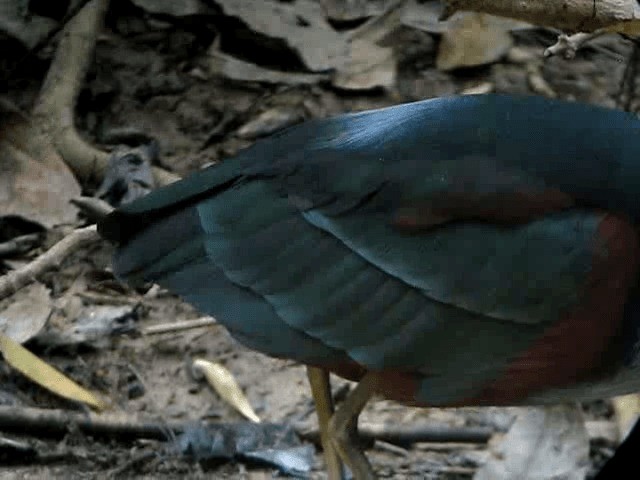 Agami Heron - ML201991591