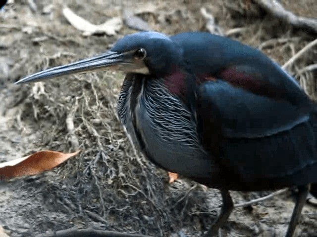 Agami Heron - ML201991601