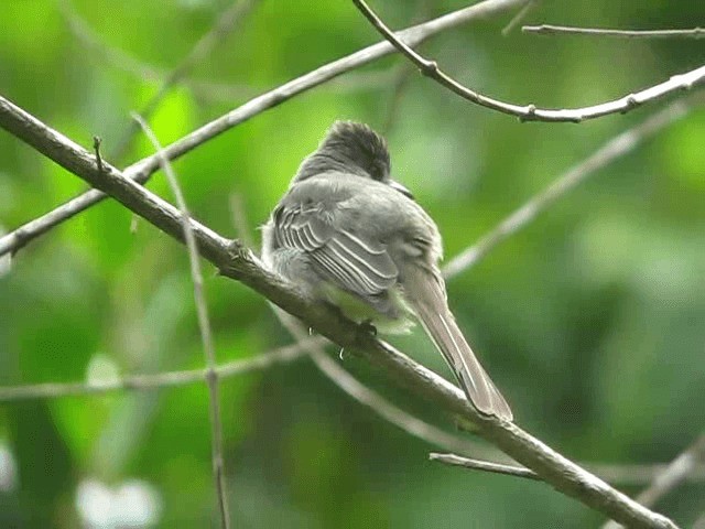 Venezuelan Flycatcher - ML201991641