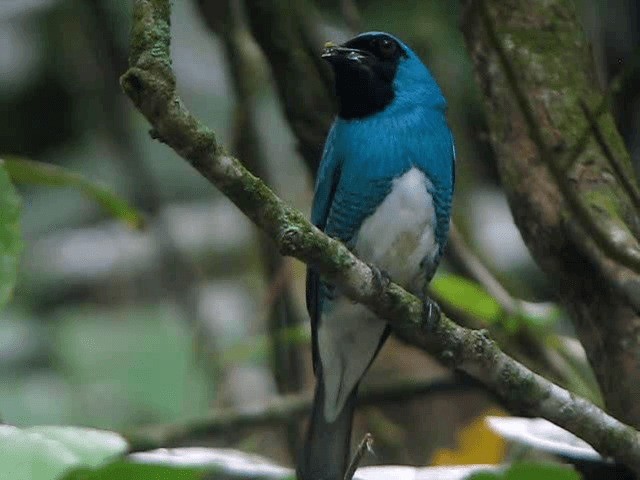 Swallow Tanager - ML201991651