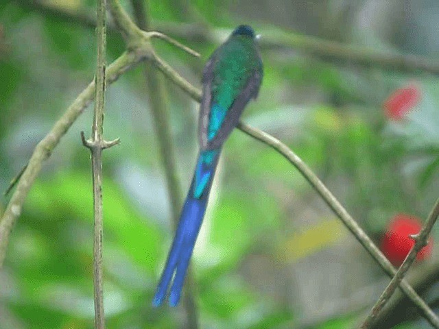 Long-tailed Sylph - ML201991691