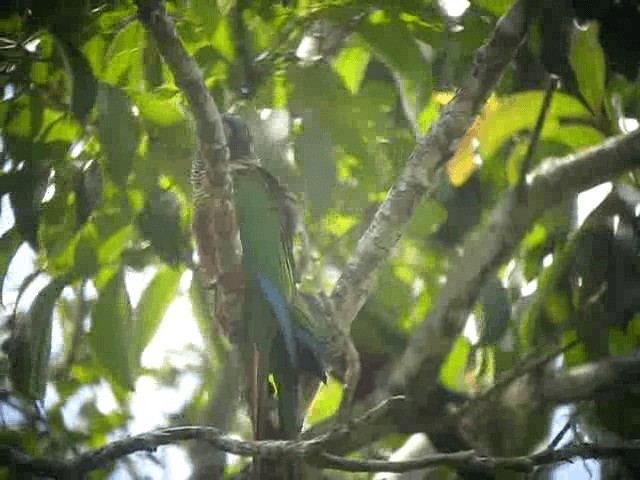 Painted Parakeet (Venezuelan) - ML201991711