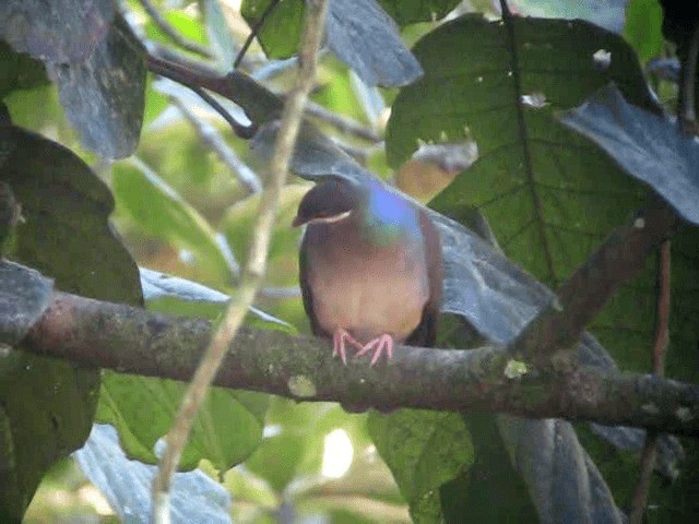 Bridled Quail-Dove - ML201991731